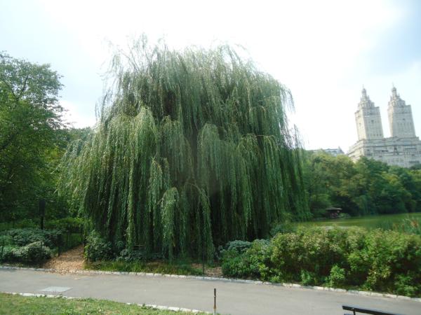 Aaliyahs Weeping Willow