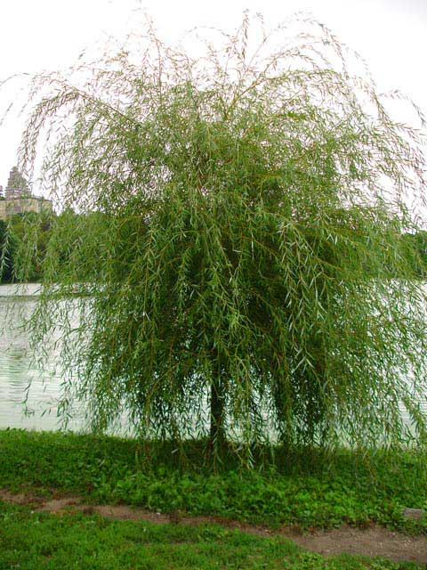 Aaliyah's Weeping Willow in the 2000's