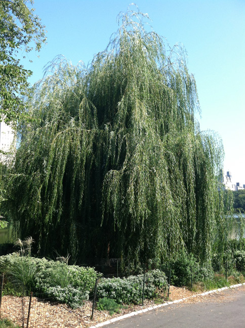 Aaliyah's Weeping Willow Today